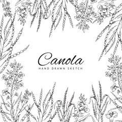 Canola flowers hand drawn sketch style background, vector illustration.