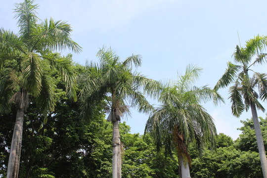 Palm trees of blue sky