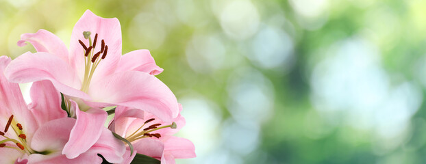 Beautiful pink lily flowers outdoors on sunny day, space for text. Banner design