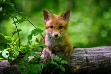 Red fox, vulpes vulpes, small young cub in forest on a tree trunk. Cute little wild predators in natural environment