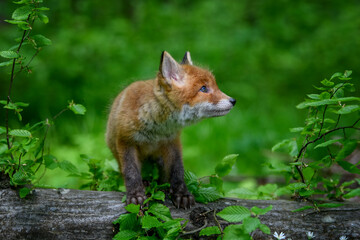Red fox, vulpes vulpes, small young cub in forest on a tree trunk. Cute little wild predators in natural environment