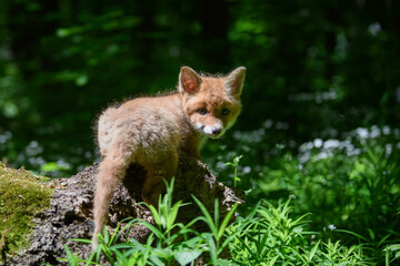 Red fox, vulpes vulpes, small young cub in forest on a tree trunk. Cute little wild predators in natural environment