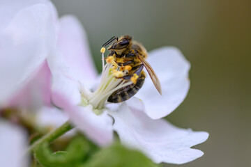 Close Honey bee collecting pollen from apple tree blossom