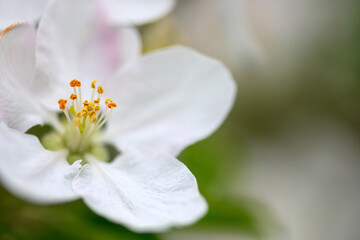 Flowers close up on an apple tree branch on a background of blurred garden