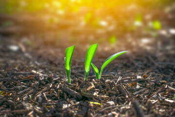 life in the garden, life concept, Small trees with green leaves growing naturally and soft sunlight