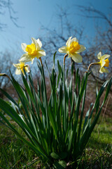Beautiful yellow daffodils outdoors on spring day