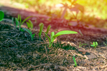 sprout in the ground