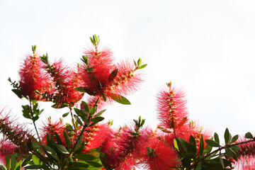 ブラシノキ　赤い花