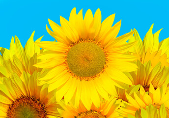 Fototapeta premium Field of blooming yellow sunflowers 