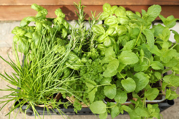 Different aromatic potted herbs in crate, above view