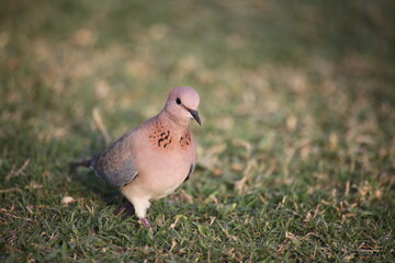 Small brown wild pigeon birds standing in front of the camera