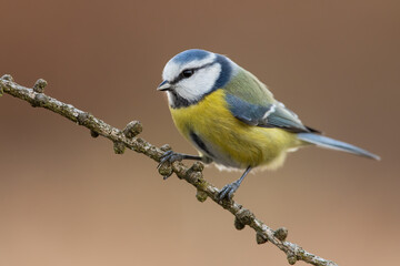 Attractive eurasian blue tit, cyanistes caeruleus, with large black eye sitting on branch in autumn forest. Animal wildlife in nature. Cute bird resting on a tree in forest.