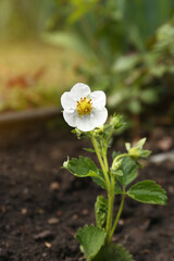 Fototapeta na wymiar Beautiful strawberry plant with white flower growing in soil, closeup