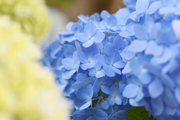 青色の花　紫陽花