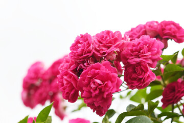 ローズピンク色の薔薇の花