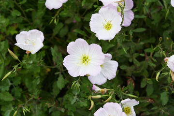 ピンク色の花　ヒルザキツキミソウ