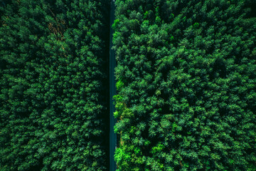 Aerial View on Forest Road in Spring