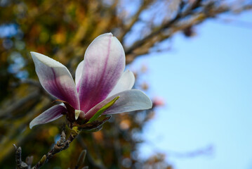 Obraz premium Magnolia tree with beautiful flower outdoors, closeup. Space for text