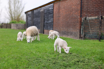 Obraz premium Beautiful sheep with cute lambs in farmyard