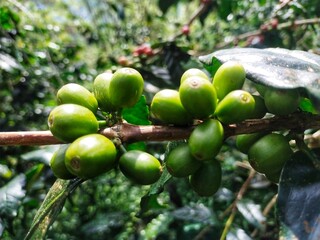 coffee berries on the tree