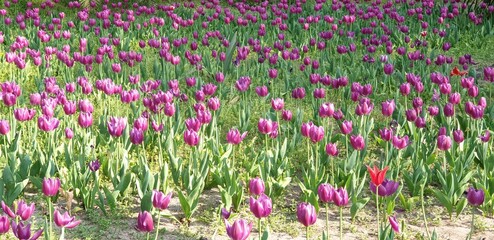 Purple Tulips - 만개한 아름다운 퍼플 튤립