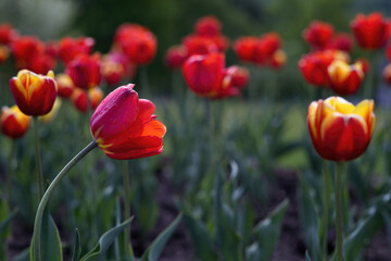 red flowerbed of tulips spring vibrant colors flowers garden