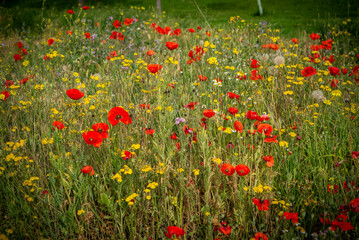 Fototapeta premium Campo de flores, plantas silvestres y amapolas 