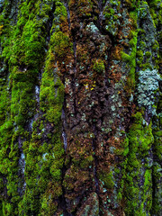tree trunk, moss grows on bark, tall tree in the forest close up texture
