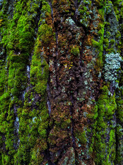 tree trunk, moss grows on bark, tall tree in the forest close up texture
