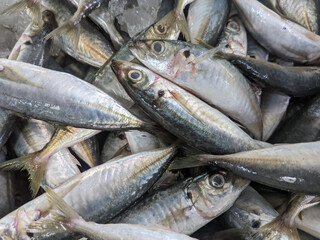 Obraz premium The mackerel scad, or speedo, is a species of fish of the family, Carangidae.&nbsp;