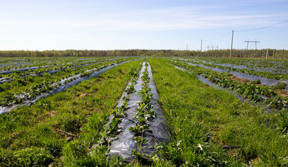 Plantations of young strawberry plants growing outdoors on soil covered with plastic wrap