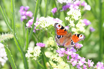 Agraulis vanillae frilled butterfly on flowers summer in field