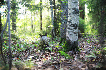 Obraz premium Spring nature background. Greenery of trees and grasses on a sunny spring morning. Forest landscape.