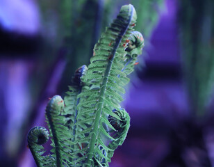 Plants and flowers macro. Detail of petals and leaves at sunset. Natural nature background.