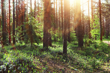 Pine forest. Trees in the forest. Fir branches with cones. Glare of the sun.