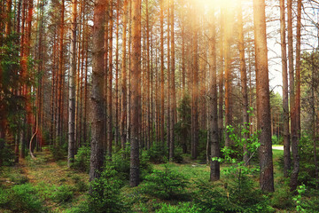 Pine forest. Trees in the forest. Fir branches with cones. Glare of the sun.