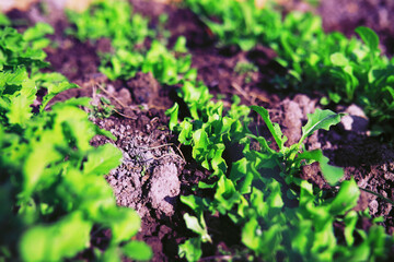 Greenery in a greenhouse. Fresh greens in the spring on the beds. Young sprouts of seedlings in the garden.