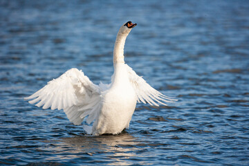 Mute Swan flapping its wing to clean itself in London