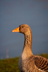 Greylag Goose grazing along a riverbank in London, UK