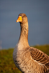 Greylag Goose grazing along a riverbank in London, UK