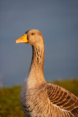 Greylag Goose grazing along a riverbank in London, UK