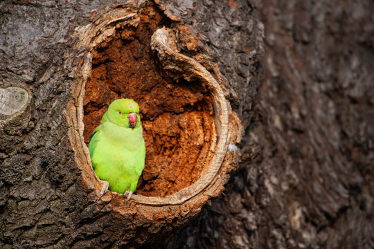 Ring-necked Parakeet on the edge of its nest in the warm morning sun in London