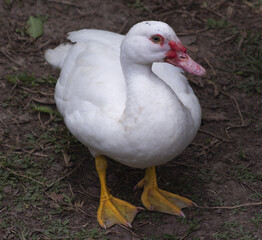 Pato de pico rojo en la naturaleza 