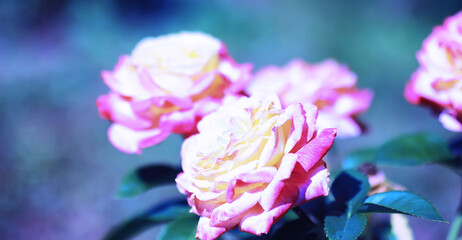 Plants and flowers macro. Detail of petals and leaves at sunset. Natural nature background.