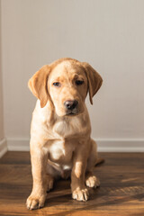 Fototapeta na wymiar Adorable labrador retriever puppy sits on the floor at home. Dogs as life partners. Pets. vertical photo