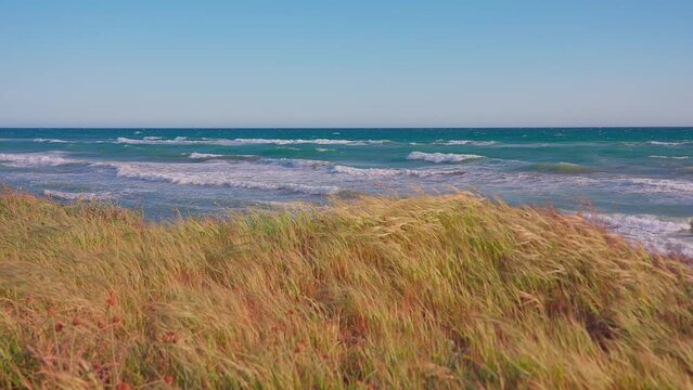 Dry grass on the coast in spring