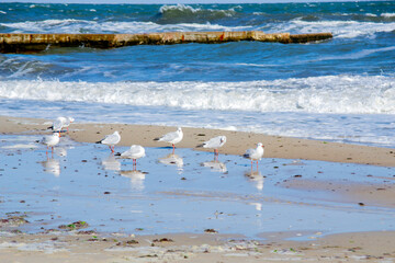 Many white sea gulls on the sandy beach of the sea shore on a sunny day. Greater high waves roll on the sand of the shore. Waves crash on an old concrete breakwater. Strong wind, stormy weather, storm