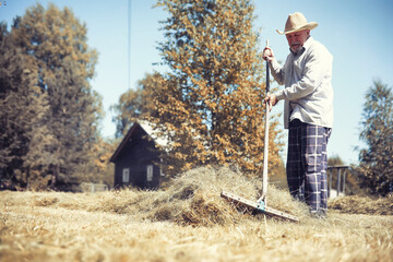 A man is raking the cut grass. Autumn harvest of cereals. Grandpa takes care of the lawn of a...