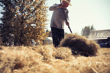A man is raking the cut grass. Autumn harvest of cereals. Grandpa takes care of the lawn of a...
