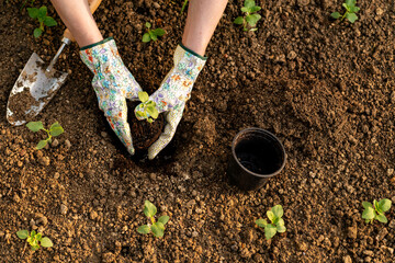 Female gardener planting flowers in her flowerbed. Gardening concept. Garden landscaping small...